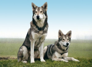 Wolfhonden